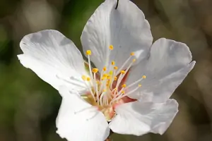 Bachblüte Nr.6: Cherry Plum