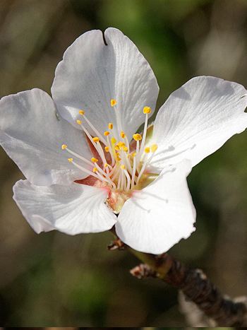 Bachblüte Nr.6: Cherry Plum - Zum vergrößern klicken Bachblüte Nr.6: Cherry Plum - Kirschpflaume