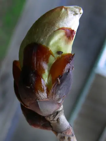 Bachblüte Nr.7: Chestnut Bud - Gewöhnliche Rosskastanie