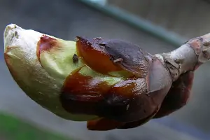 Bachblüte Nr.7: Chestnut Bud