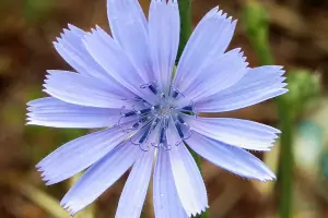 Bachblüte Nr.8: Chicory