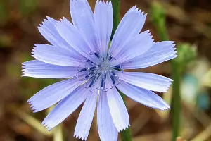 Bachblüte Nr.8: Chicory