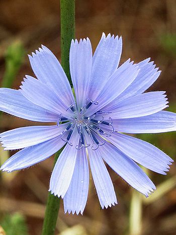 Bachblüte Nr.8: Chicory - Zum vergrößern klicken Bachblüte Nr.8: Chicory - Gewöhnliche Wegwarte