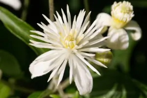 Bachblüte Nr.9: Clematis