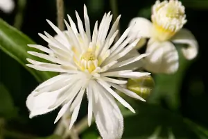 Zubereitung der Bachblüten-Konzentrate – Bachblüte Clematis
