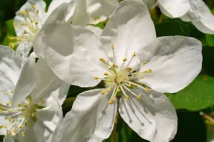 Bachblüte Nr.10: Crab Apple