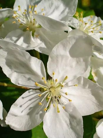 Bachblüte Nr.10: Crab Apple - Malus sylvestris - Holzapfel