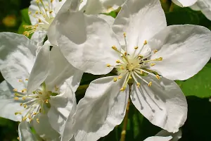 Bachblüte Nr.10: Crab Apple
