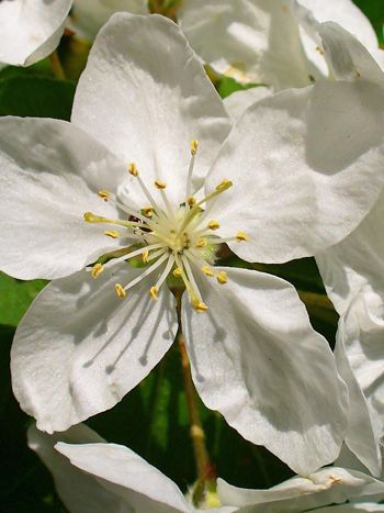 Bachblüte Nr.10: Crab Apple - Zum vergrößern klicken Bachblüte Nr.10: Crab Apple - Malus sylvestris - Holzapfel