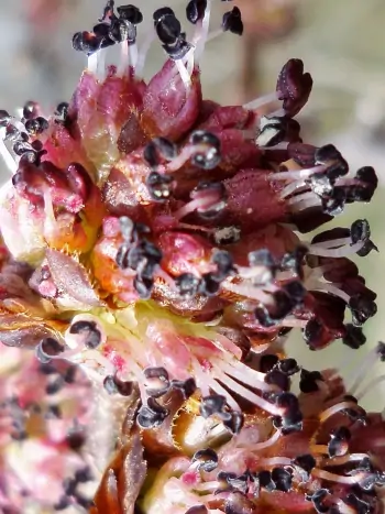 Bachblüte Nr.11: Elm - Ulmus procera - Englische Ulme