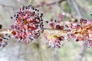 Bachblüte Nr.11: Elm