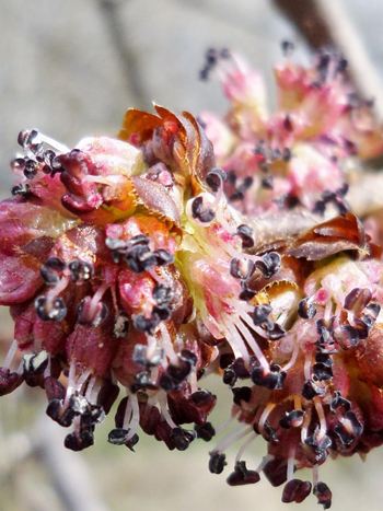 Bachblüte Nr.11: Elm - Zum vergrößern klicken Bachblüte Nr.11: Elm - Ulmus procera - Englische Ulme