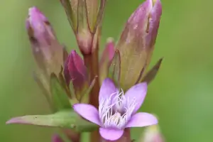 Bachblüte Nr.12: Gentian