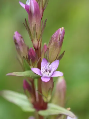 Bachblüte Nr.12: Gentian - Gentianella amarella - Bitterer Fransenenzian