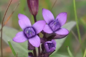 Bachblüte Nr.12: Gentian