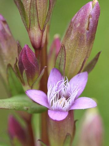 Bachblüte Nr.12: Gentian - Zum vergrößern klicken Bachblüte Nr.12: Gentian - Gentianella amarella - Bitterer Fransenenzian
