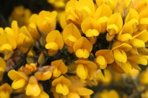 Bachblüte Nr.13: Gorse