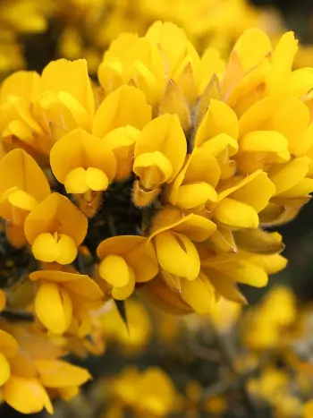 Bachblüte Nr.13: Gorse - Ulex europaeus - Gewöhnlicher Stechginster