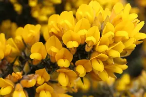 Bachblüte Nr.13: Gorse