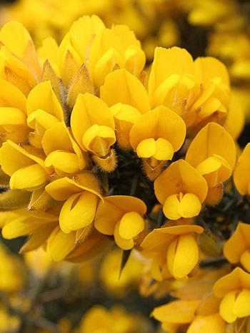 Bachblüte Nr.13: Gorse - Zum vergrößern klicken Bachblüte Nr.13: Gorse - Ulex europaeus - Gewöhnlicher Stechginster