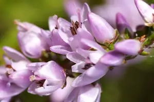 Bachblüte Nr.14: Heather