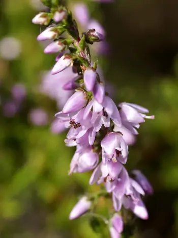 Bachblüte Nr.14: Heather - Zum vergrößern klicken Bachblüte Nr.14: Heather - Calluna vulgaris - Besenheide/ Heidekraut