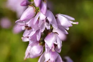 Bachblüte Nr.14: Heather