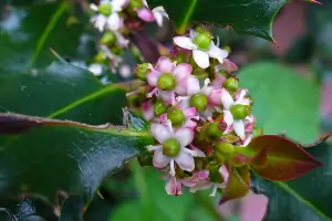 Bachblüte Nr.15: Holly