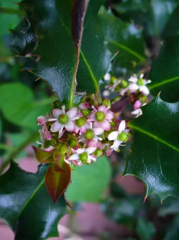Bachblüte Nr.15: Holly - Ilex aquifolium - Gewöhnliche Stechpalme