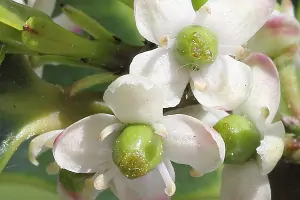 Bachblüte Nr.15: Holly