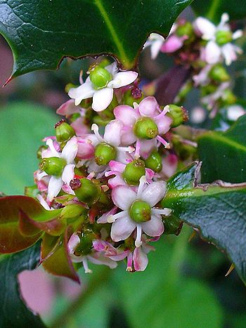 Bachblüte Nr.15: Holly - Zum vergrößern klicken Bachblüte Nr.15: Holly - Ilex aquifolium - Gewöhnliche Stechpalme
