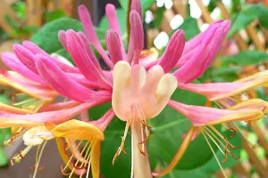 Bachblüte Nr.16: Honeysuckle