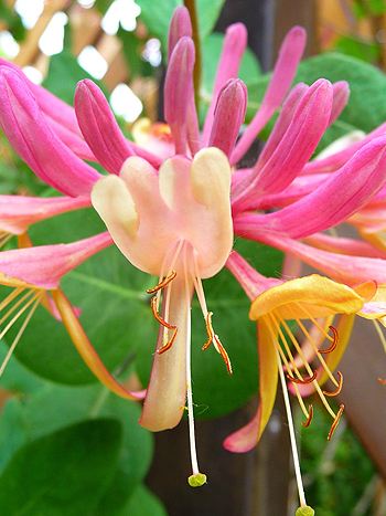 Bachblüte Nr.16: Honeysuckle - Zum vergrößern klicken Bachblüte Nr.16: Honeysuckle - Lonicera caprifolium - Jelängerjelieber/ Echtes Geißblatt