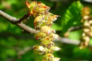 Bachblüte Nr.17: Hornbeam