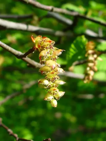 Bachblüte Nr.17: Hornbeam - Carpinus betulus - Hainbuche