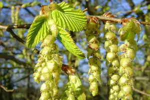 Bachblüte Nr.17: Hornbeam