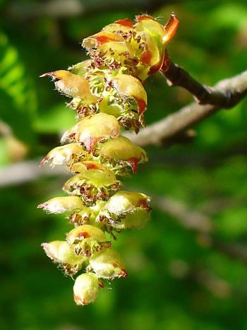 Bachblüte Nr.17: Hornbeam - Zum vergrößern klicken Bachblüte Nr.17: Hornbeam - Carpinus betulus - Hainbuche