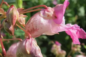 Bachblüte Nr.18: Impatiens