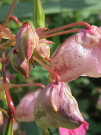 Bachblüte Nr.18: Impatiens - Impatiens glandulifera - Drüsiges Springkraut