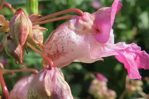 Bachblüte Nr.18: Impatiens