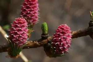 Bachblüte Nr.19: Larch