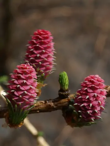 Bachblüte Nr.19: Larch - Larix decidua - Europäische Lärche