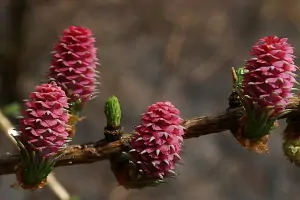 Bachblüte Nr.19: Larch