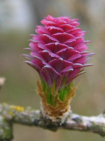 Bachblüte Nr.19: Larch - Zum vergrößern klicken Bachblüte Nr.19: Larch - Larix decidua - Europäische Lärche