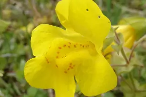 Bachblüte Nr.20: Mimulus