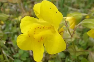 Bachblüte Nr.20: Mimulus