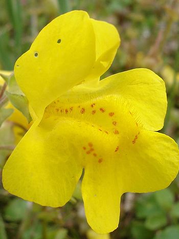 Bachblüte Nr.20: Mimulus - Zum vergrößern klicken Bachblüte Nr.20: Mimulus - Mimulus guttatus - Gewöhnliche Gauklerblume