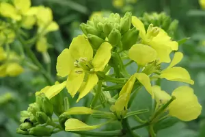Bachblüte Nr.21: Mustard