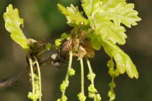 Bachblüte Nr.22: Oak