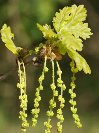 Bachblüte Nr.22: Oak - Quercus robur - Stieleiche